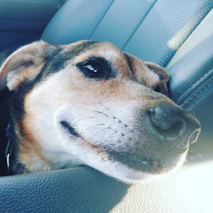 Most Of The Time My Brother's Old Girl Gets Overshadowed Buy The Younger Dogs In He House. Today She Went For A Ride With Dad All By Herself. Look At That Face