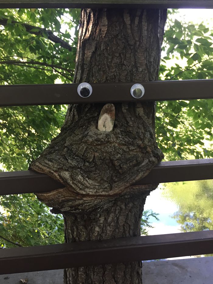 Le pusieron ojos saltones a este árbol que está consumiendo un puente