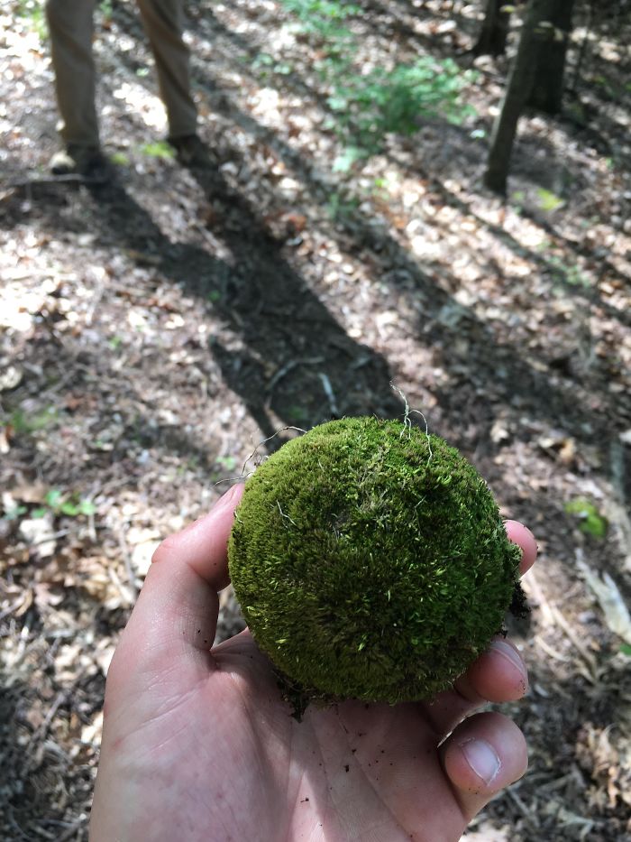 A Tennis Ball Covered In Moss