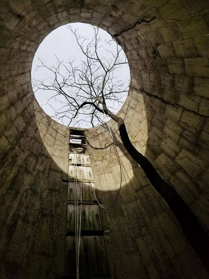 This Tree I Found Growing In An Old Silo