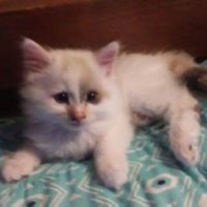 belden_jennifer avatar