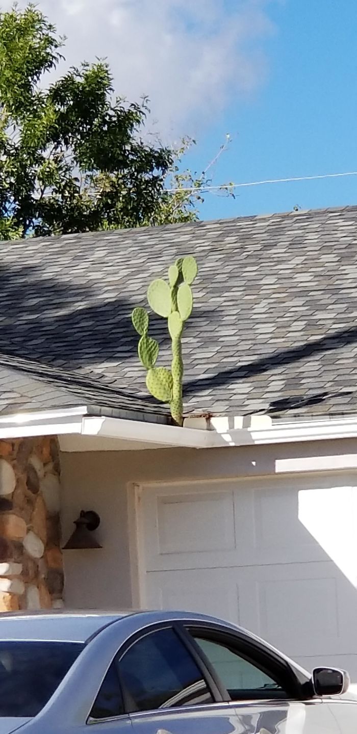 Cactus In A Rain Gutter