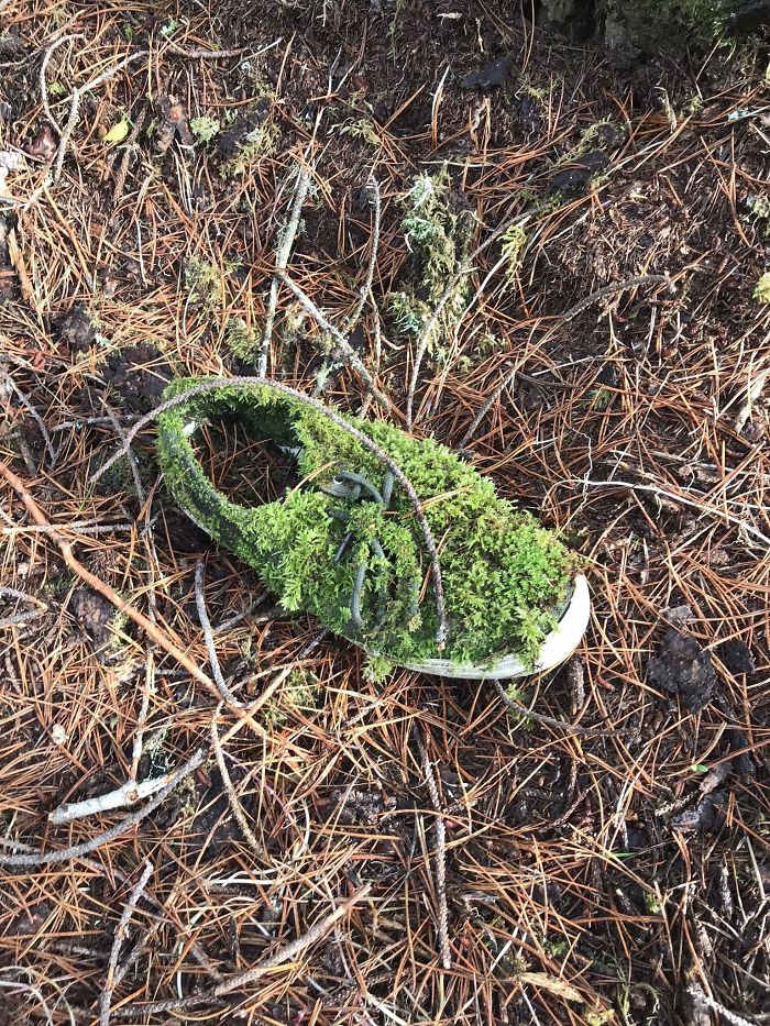 Zapato en el bosque