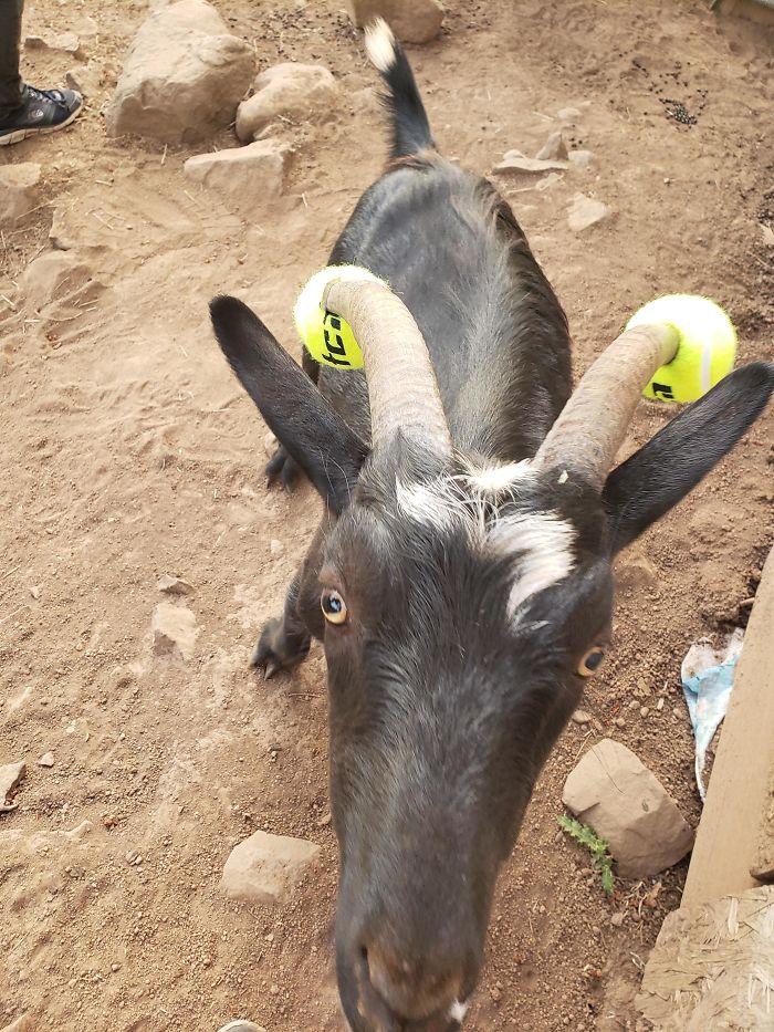 14 Fotos de cabras revoltosas a las que hubo que poner churros de piscina por seguridad