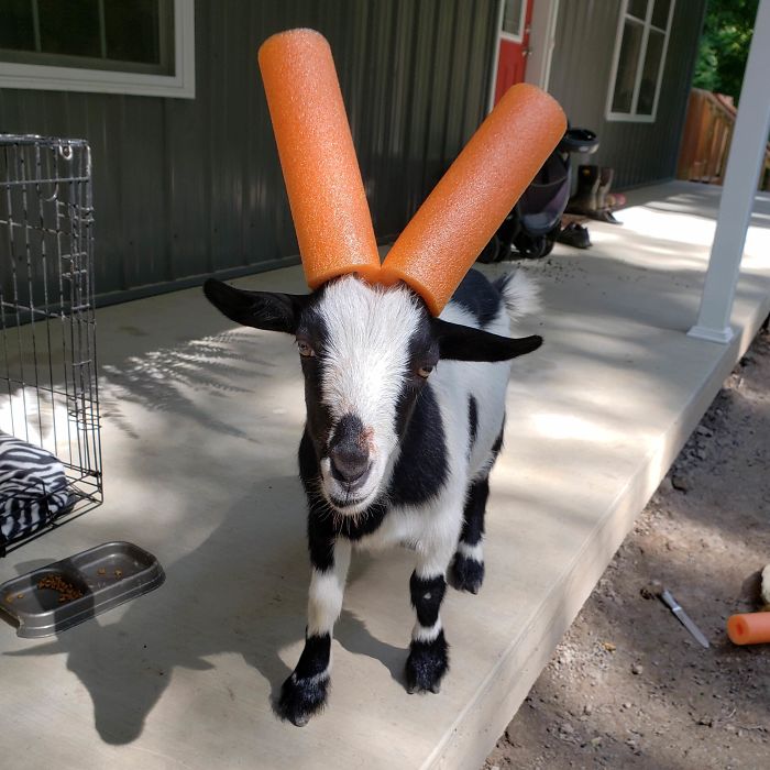 14 Fotos de cabras revoltosas a las que hubo que poner churros de piscina por seguridad