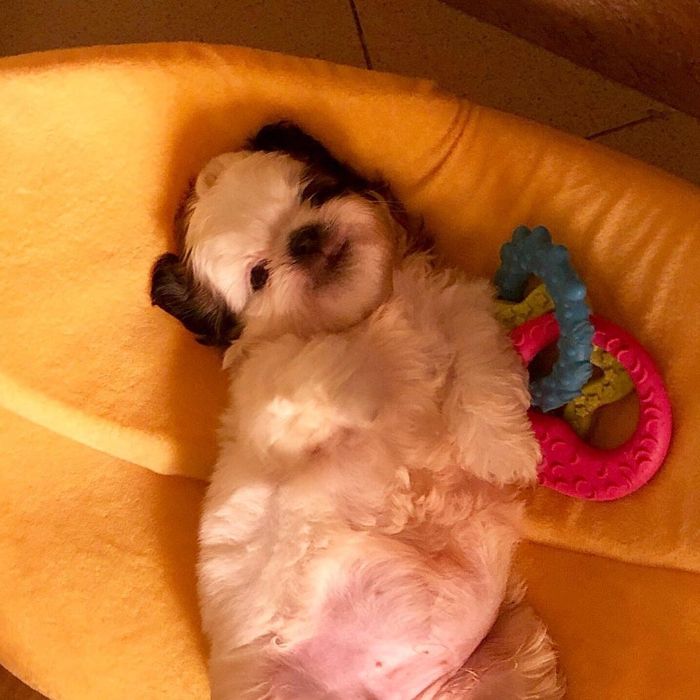 Dog-Laying-Sleeping-Funny-Positions-Mood-The-Real-Paningning