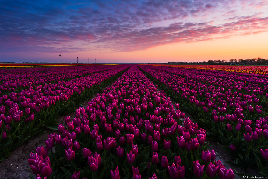 I Captured The Amazing Dutch Tulip Fields In A Timelapse!