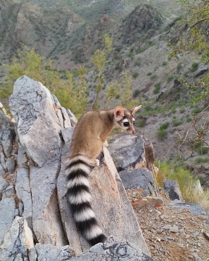 People Are Loving These Adorable Ringtail Cats That Are Native To North America