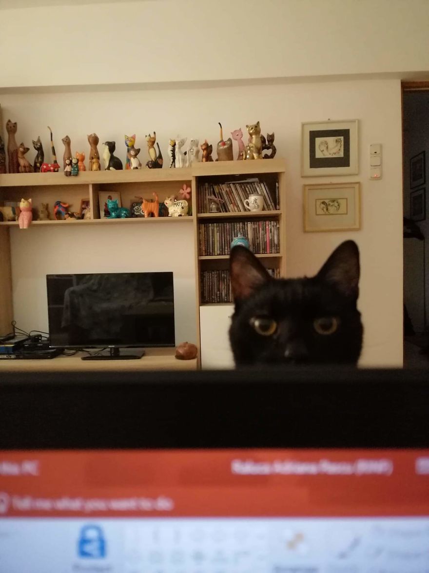 Bella, The Black Panther