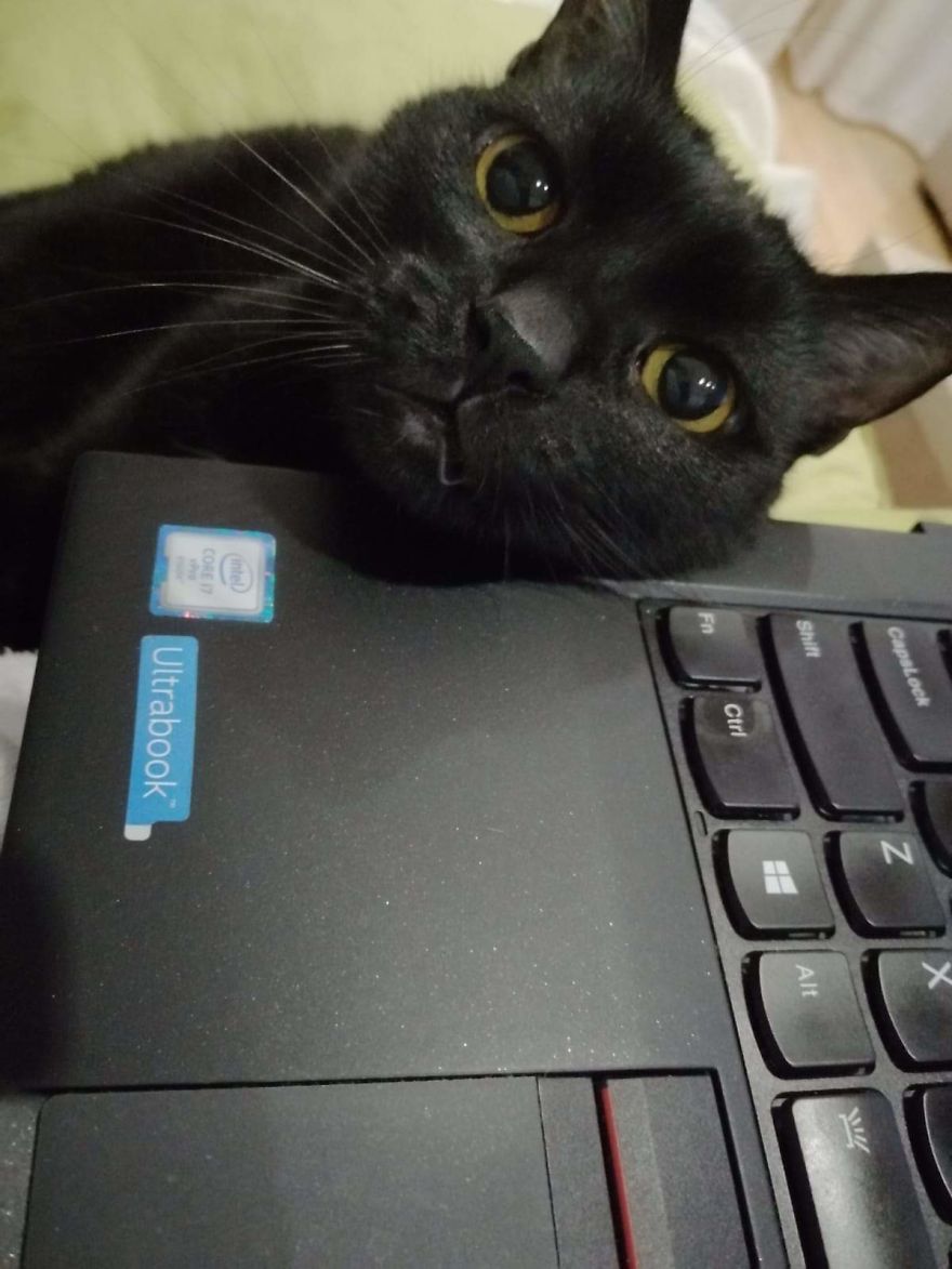 Bella, The Black Panther