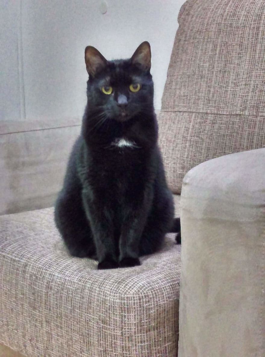 Bella, The Black Panther