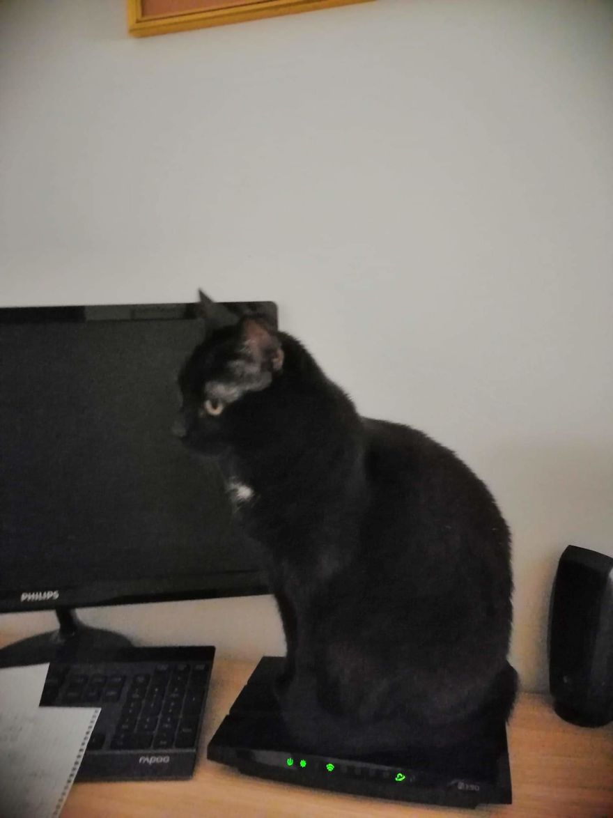 Bella, The Black Panther