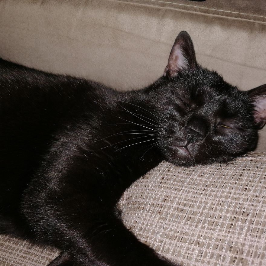 Bella, The Black Panther