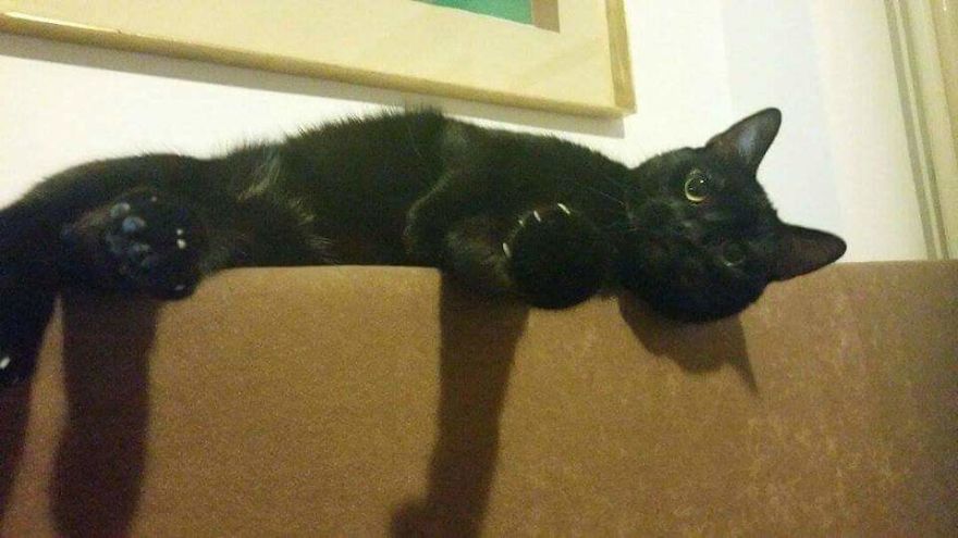 Bella, The Black Panther