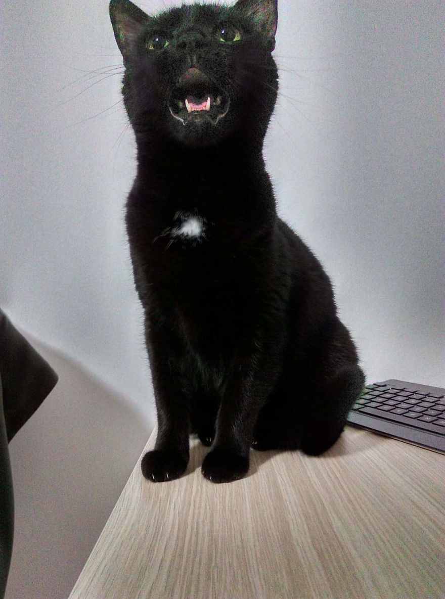 Bella, The Black Panther