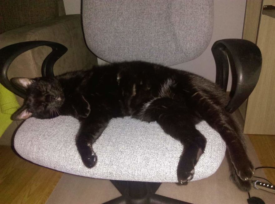 Bella, The Black Panther