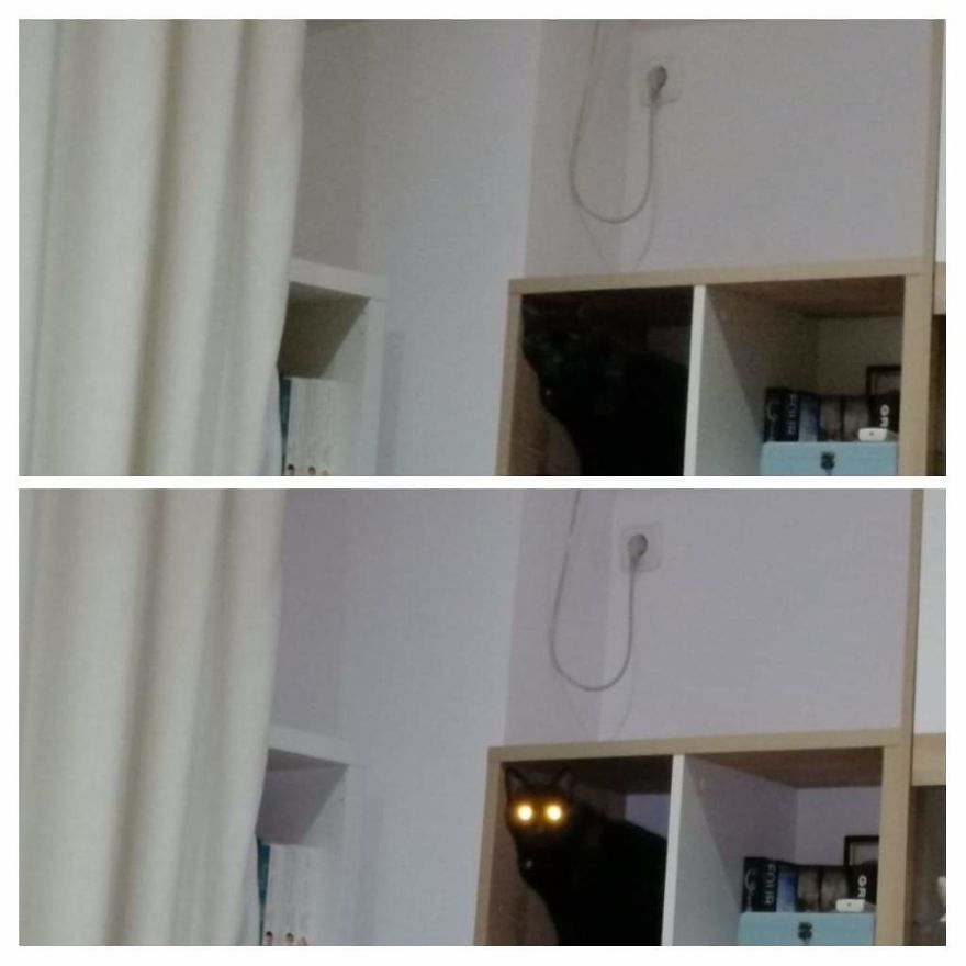 Bella, The Black Panther