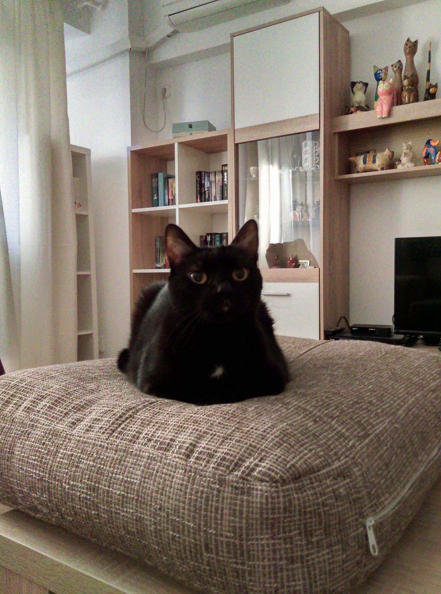 Bella, The Black Panther