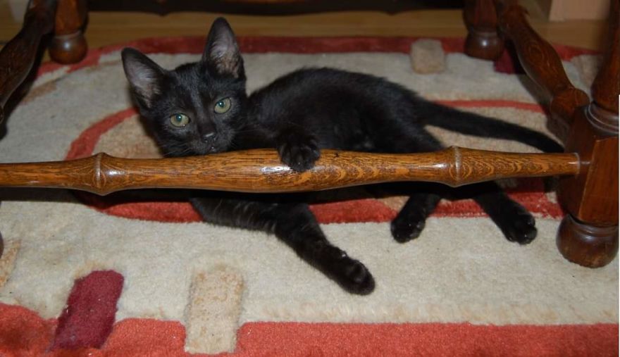 Bella, The Black Panther