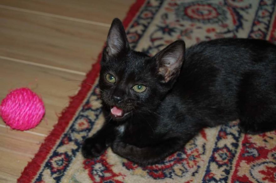 Bella, The Black Panther