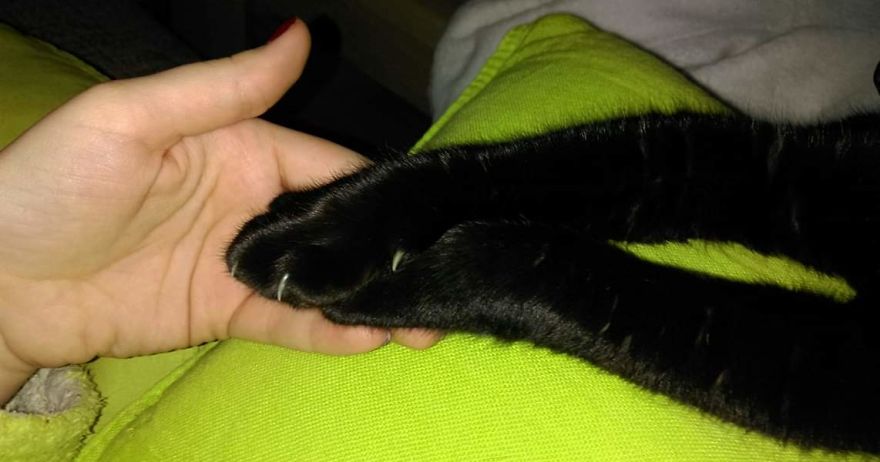 Bella, The Black Panther