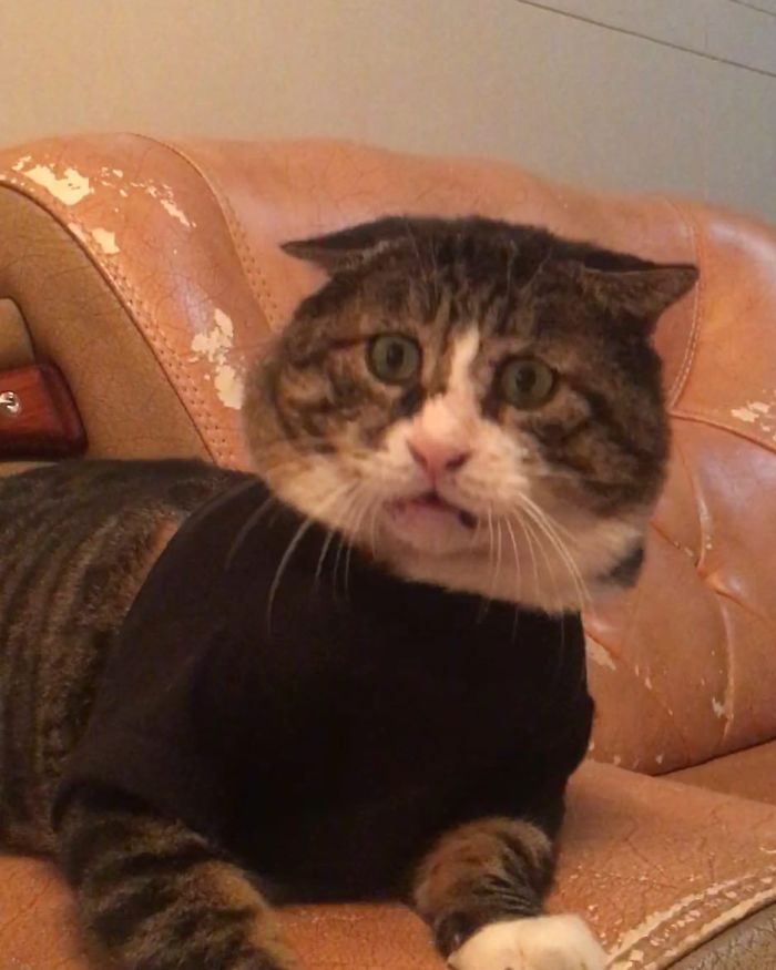 Este gato se vuelve viral por sus divertidas y dramáticas reacciones