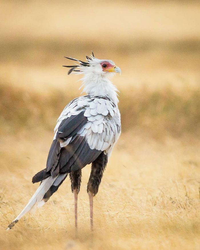 The Secretary Bird Is So Gorgeous, It Could Easily Become A Character In A Pixar Movie