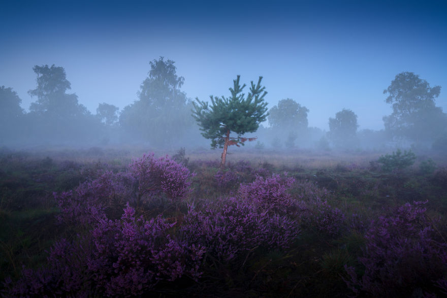 I Photograph Trees During Foggy Mornings In The Netherlands