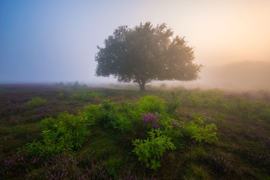 I Photograph Trees During Foggy Mornings In The Netherlands