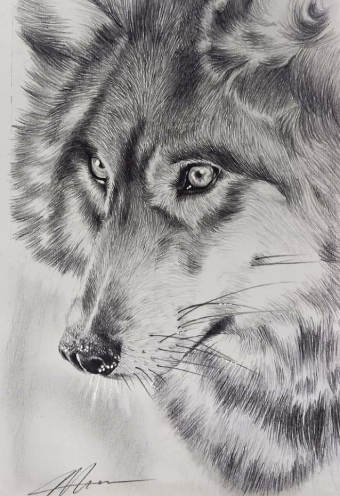 Wolf Wolf