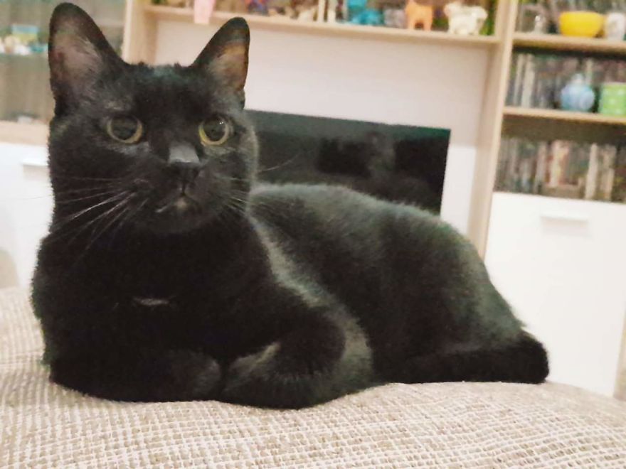 Bella, The Black Panther