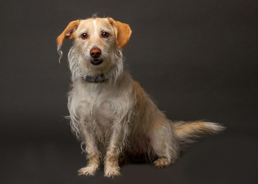 I Photographed Almost 30 Dogs In 3 Days To Raise Money For Animals In Need