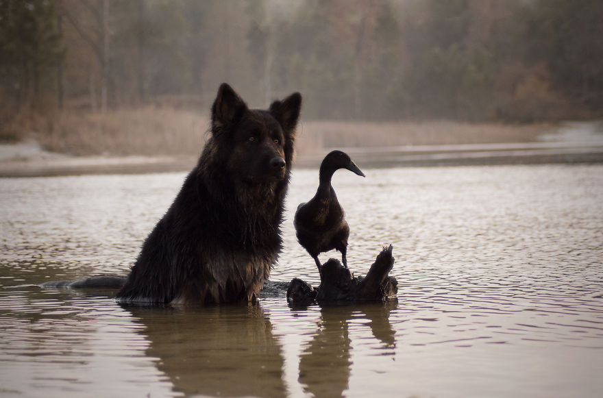 I Photograph The Special Bond Between My Duck And My Dog - Part Ii