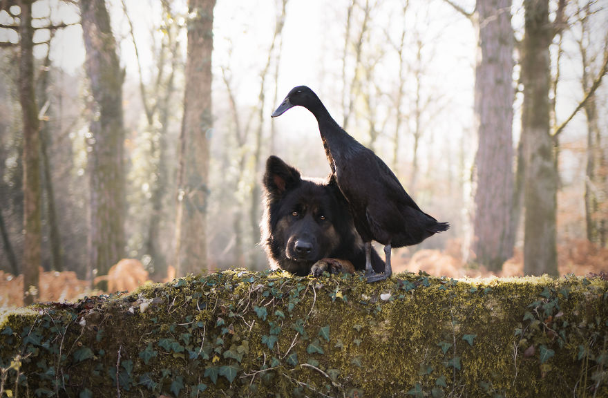 I Photograph The Special Bond Between My Dog And My Duck To Show How Sensitive Animals Can Be