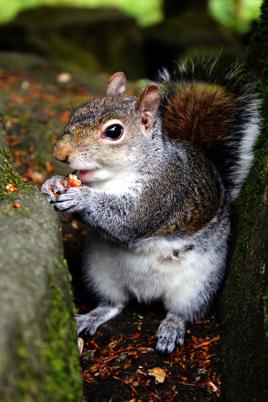 Hazelnut And Squirrels At Dunfermline
