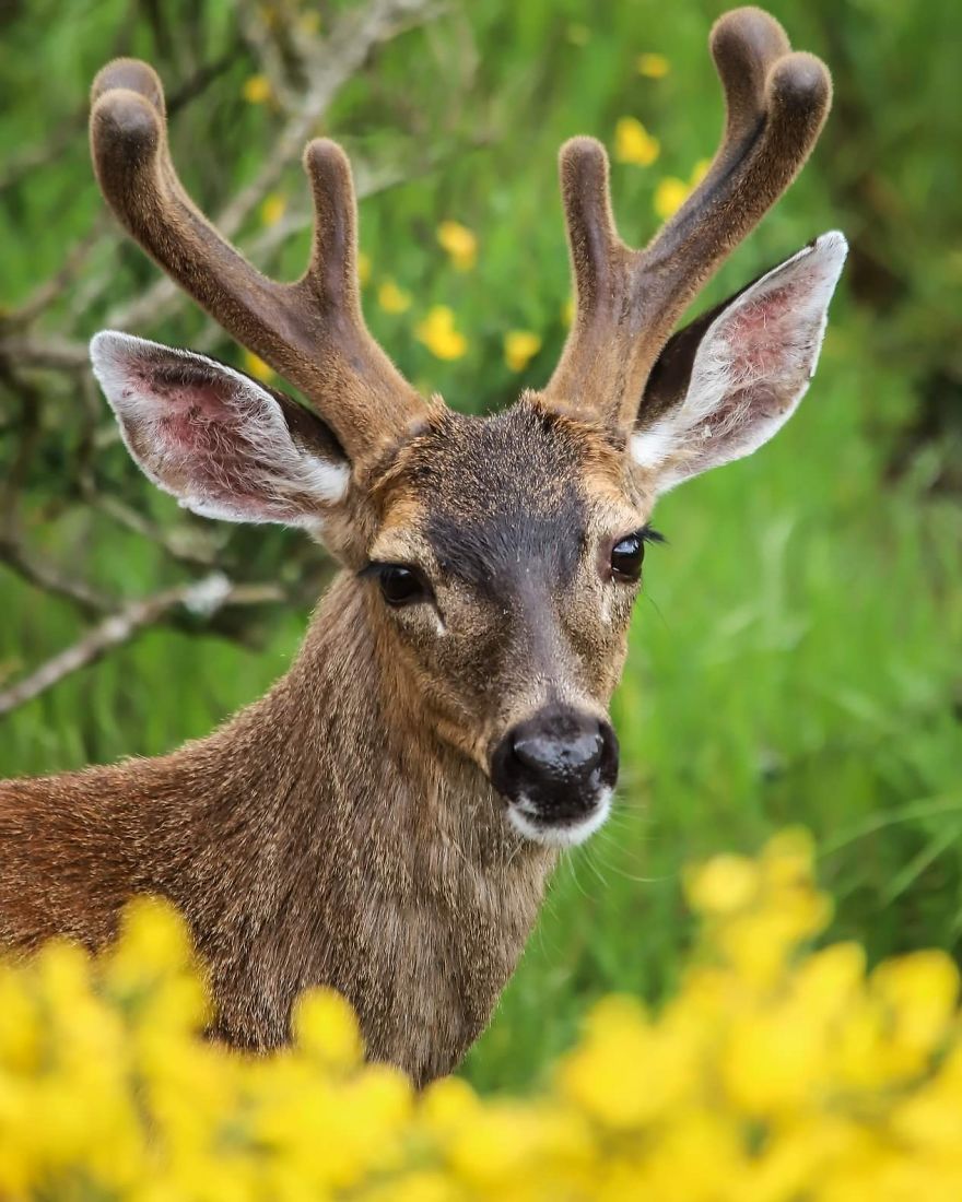 Beautiful Buck