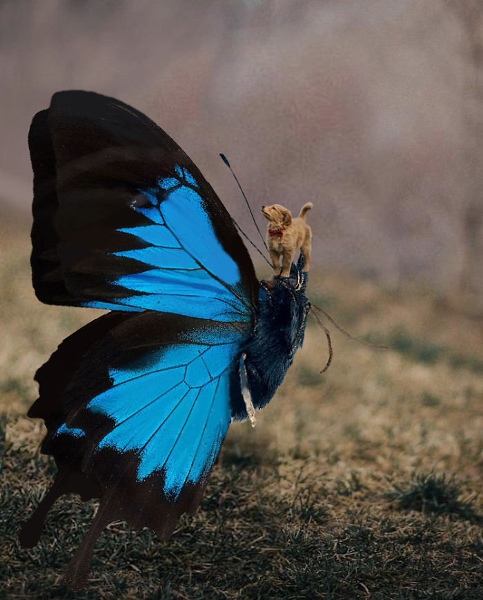This Beautiful Puppy And Her Butterfly Friend Inspired A Photoshop Battle And You Could Add Your Own Picture