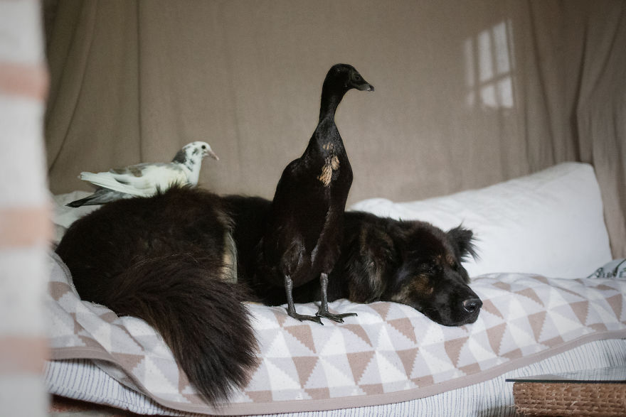 I Photograph The Special Bond Between My Dog And My Duck To Show How Sensitive Animals Can Be
