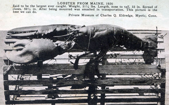 Largest-Lobster-from-Maine-5cdedb4294772.jpg