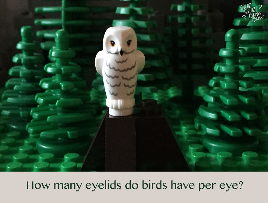 Legos Plus Trivia: The Combination You Never Knew You Needed! Legos Plus Trivia: The Combination You Never Knew You Needed!