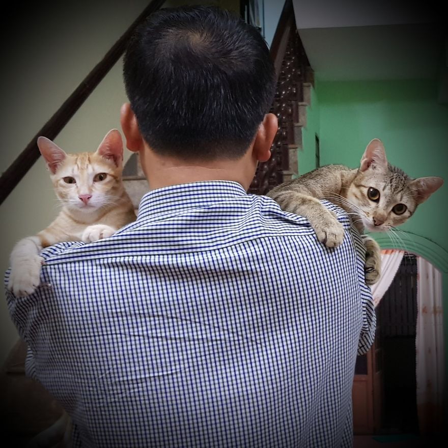 Our Two Tomcats Fell In Love With My Neighbor’s Neutered Cat Our Two Tomcats Fell In Love With My Neighbor’s Neutered Cat