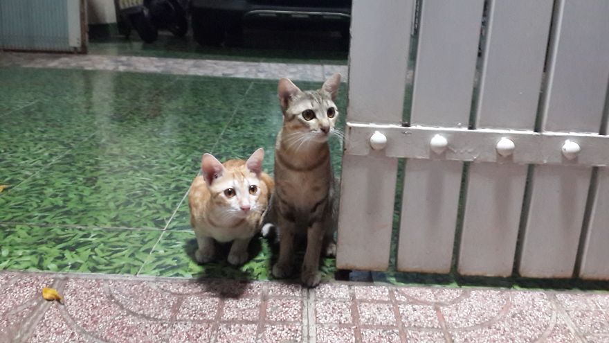 Our Two Tomcats Fell In Love With My Neighbor’s Neutered Cat Our Two Tomcats Fell In Love With My Neighbor’s Neutered Cat