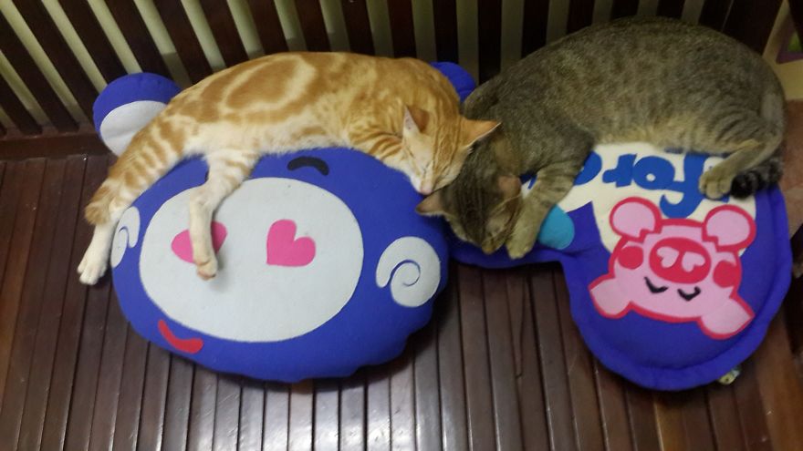 Our Two Tomcats Fell In Love With My Neighbor’s Neutered Cat Our Two Tomcats Fell In Love With My Neighbor’s Neutered Cat