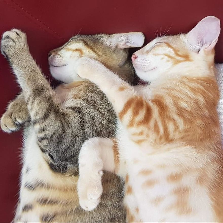 Our Two Tomcats Fell In Love With My Neighbor’s Neutered Cat Our Two Tomcats Fell In Love With My Neighbor’s Neutered Cat