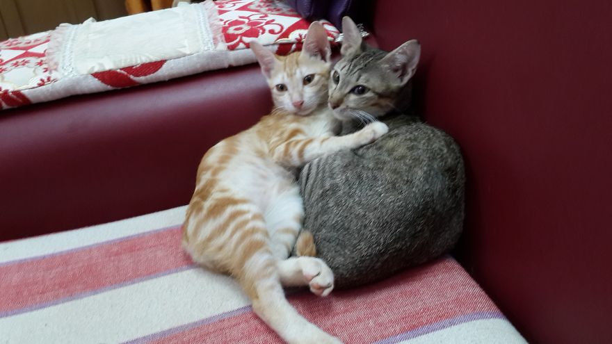 Our Two Tomcats Fell In Love With My Neighbor’s Neutered Cat Our Two Tomcats Fell In Love With My Neighbor’s Neutered Cat