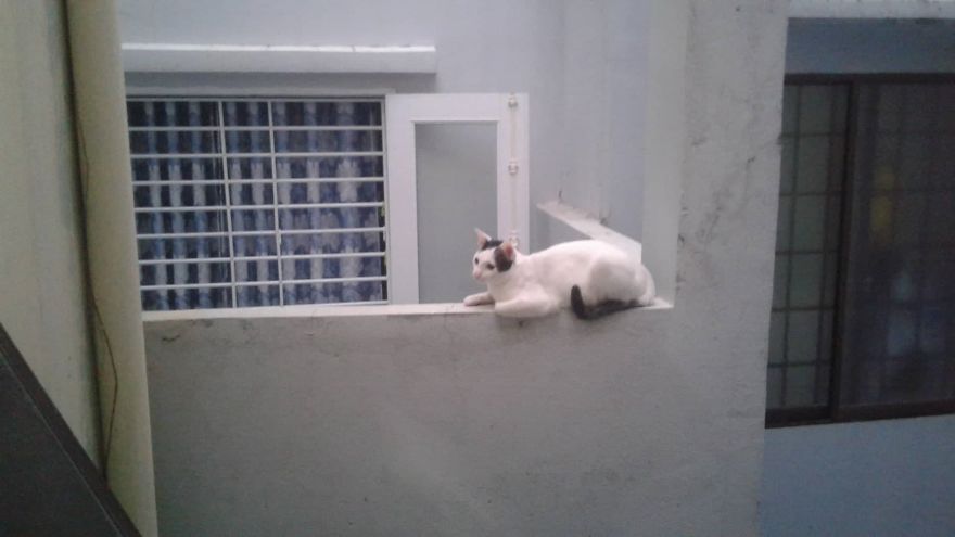Our Two Tomcats Fell In Love With My Neighbor’s Neutered Cat Our Two Tomcats Fell In Love With My Neighbor’s Neutered Cat