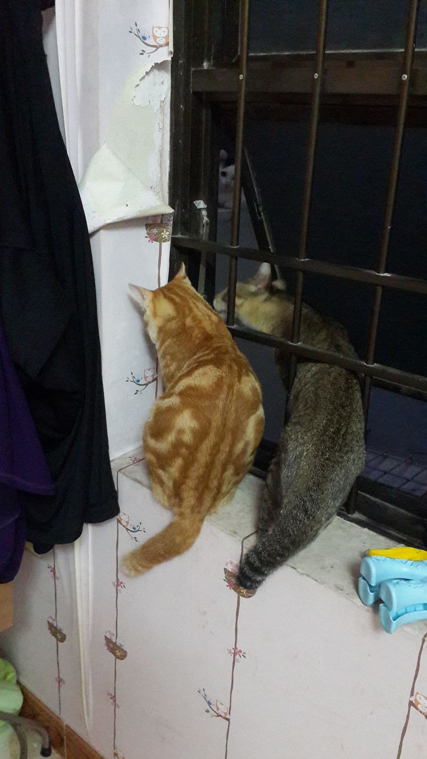 Our Two Tomcats Fell In Love With My Neighbor’s Neutered Cat Our Two Tomcats Fell In Love With My Neighbor’s Neutered Cat