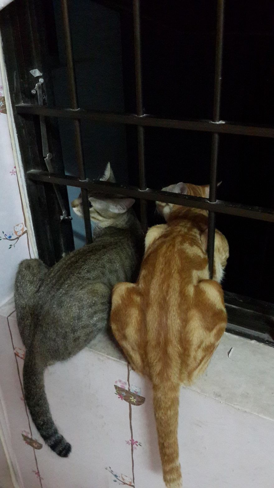 Our Two Tomcats Fell In Love With My Neighbor’s Neutered Cat Our Two Tomcats Fell In Love With My Neighbor’s Neutered Cat