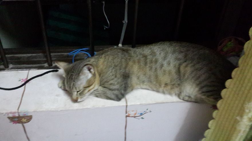 Our Two Tomcats Fell In Love With My Neighbor’s Neutered Cat Our Two Tomcats Fell In Love With My Neighbor’s Neutered Cat