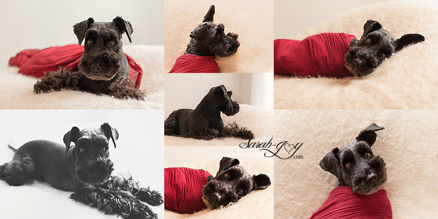 When You Ask Your Baby Photographer Friend To Dogsit For You. When You Ask Your Baby Photographer Friend To Dogsit For You.